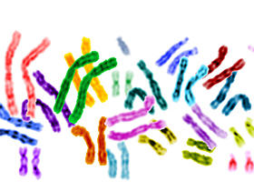 colored chromosomes