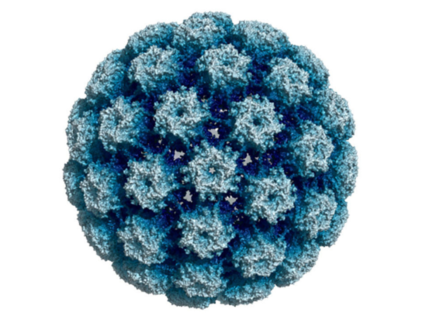 HPV capsid