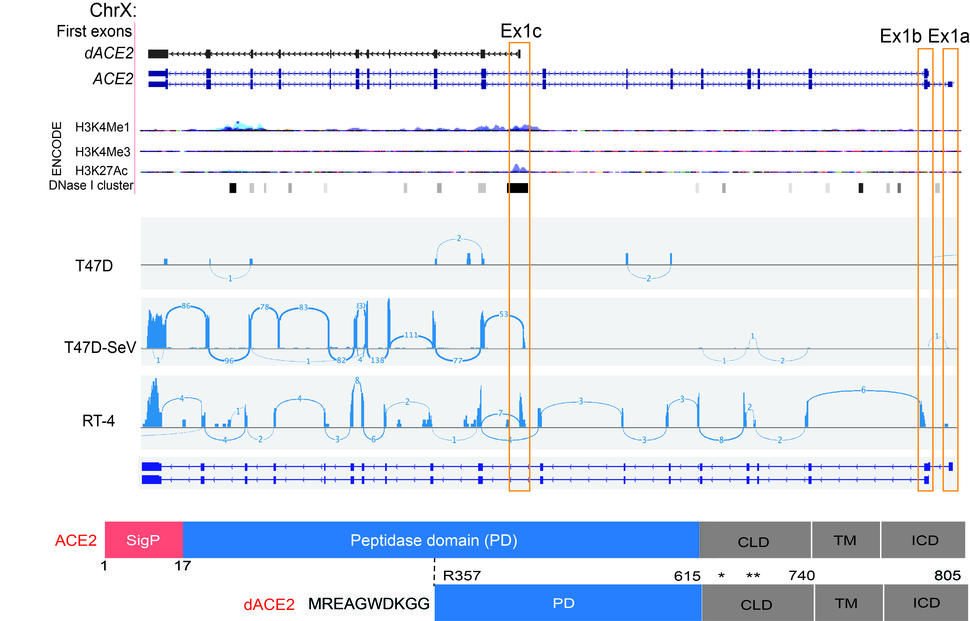Figure showing DeltaACE2 is a novel truncated virally induced isoform of ACE2