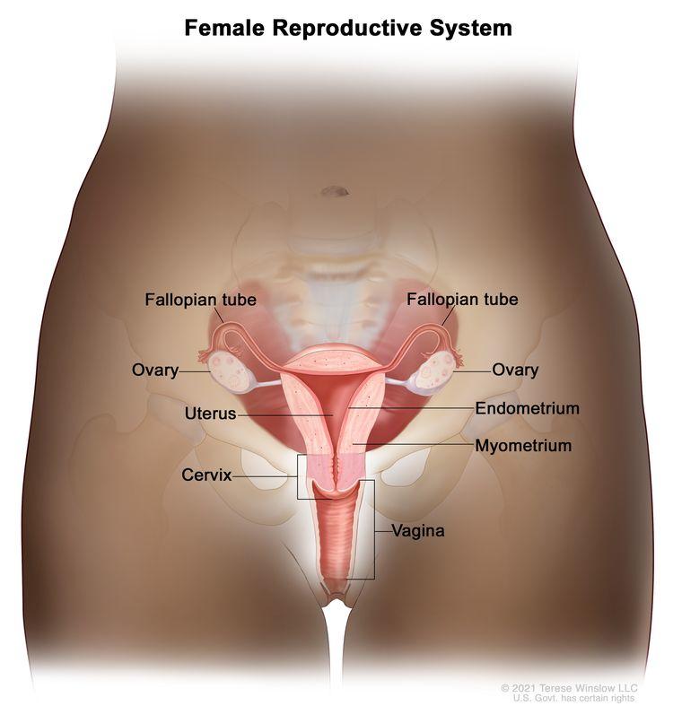 Diagram of anatomy of the female reproductive system