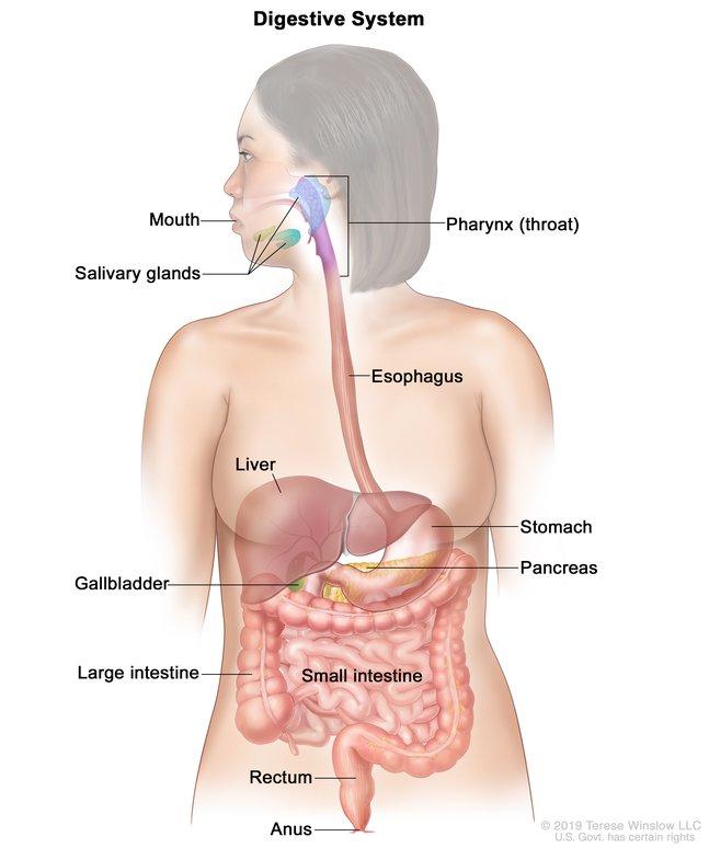 Digestive system medical diagram