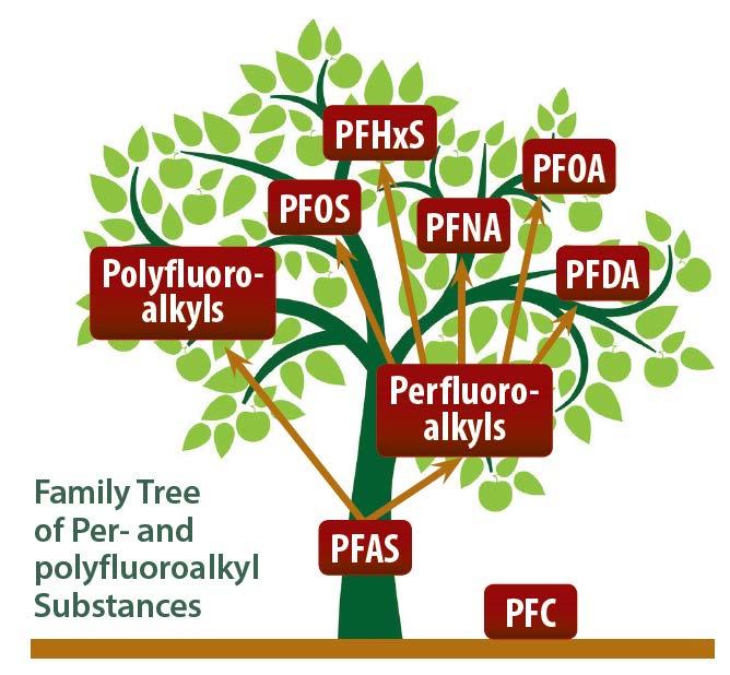 cartoon graphic showing Per- and polyfluoroalkyl Substances