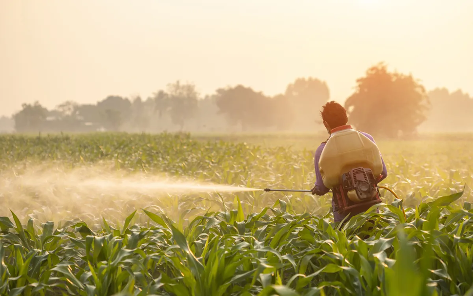 Agricultural worker sprays pesticides over crops.