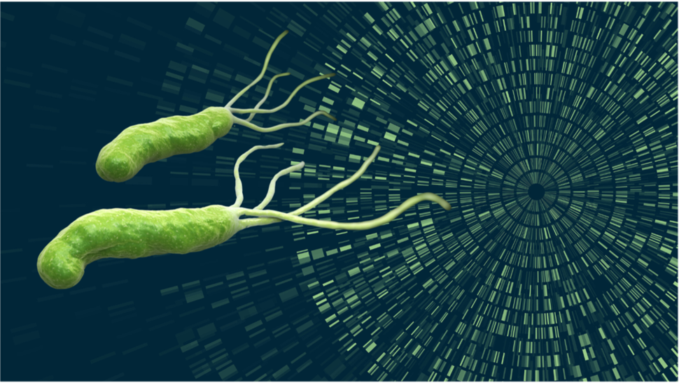 graphical representation of h pylori bacterium and genomic landscape
