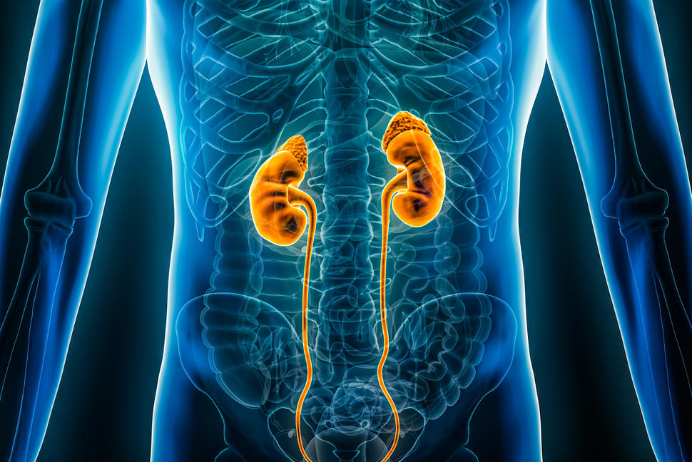stylized image showing kidneys in the human body