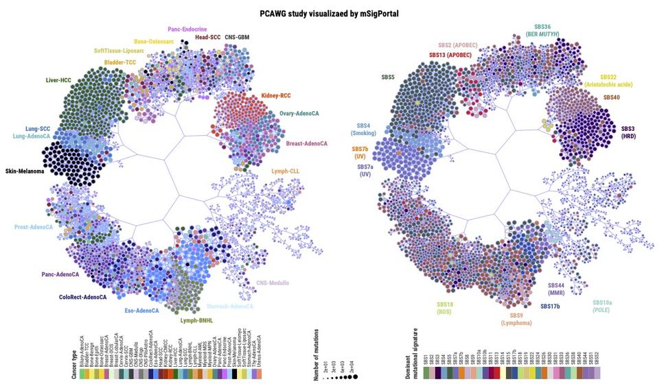 The figure visualizes the mutational processes of tumors from the PCAWG study using mSigPortal