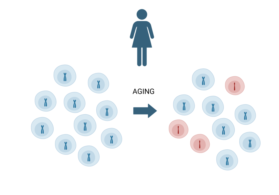 cartoon showing mosaic loss of X in women as they age