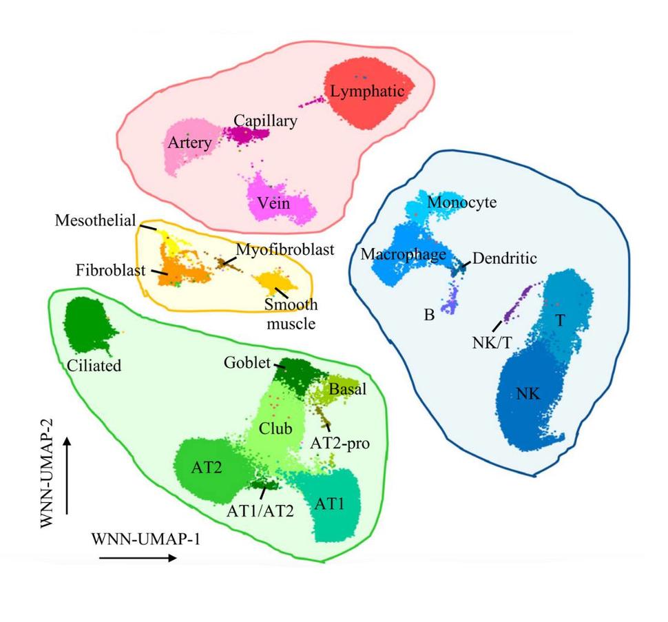 graphic showing clustering of single nuclei from normal lung tissue