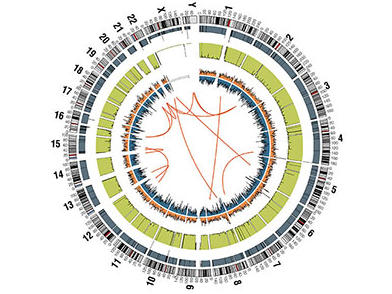 Circos Gene Map