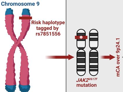 A proposed conceptual framework of myelofibrosis genetic etiology.