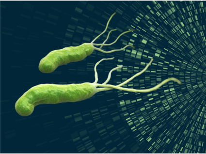 graphical representation of h pylori bacterium and genomic landscape