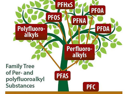 An illustration labeled “Family Tree of Per- and polyfluoroalkyl Substances”. The ground, a thick brown line, is labeled PFC. The root of the tree is labeled PFAS. Two arrows from PFAS point upwards to two tree limbs; one labeled Polyfluoroalkys and one labeled Perfluoroalkyls. From the Perfluoroalkyls label, there are more arrows pointing towards smaller branches at the top of the tree, labeled PFOS, PFHxS, PFNA, PFOA, and PFDA. 