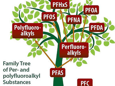 An illustration labeled “Family Tree of Per- and polyfluoroalkyl Substances”. The ground, a thick brown line, is labeled PFC. The root of the tree is labeled PFAS. Two arrows from PFAS point upwards to two tree limbs; one labeled Polyfluoroalkys and one labeled Perfluoroalkyls. From the Perfluoroalkyls label, there are more arrows pointing towards smaller branches at the top of the tree, labeled PFOS, PFHxS, PFNA, PFOA, and PFDA. 