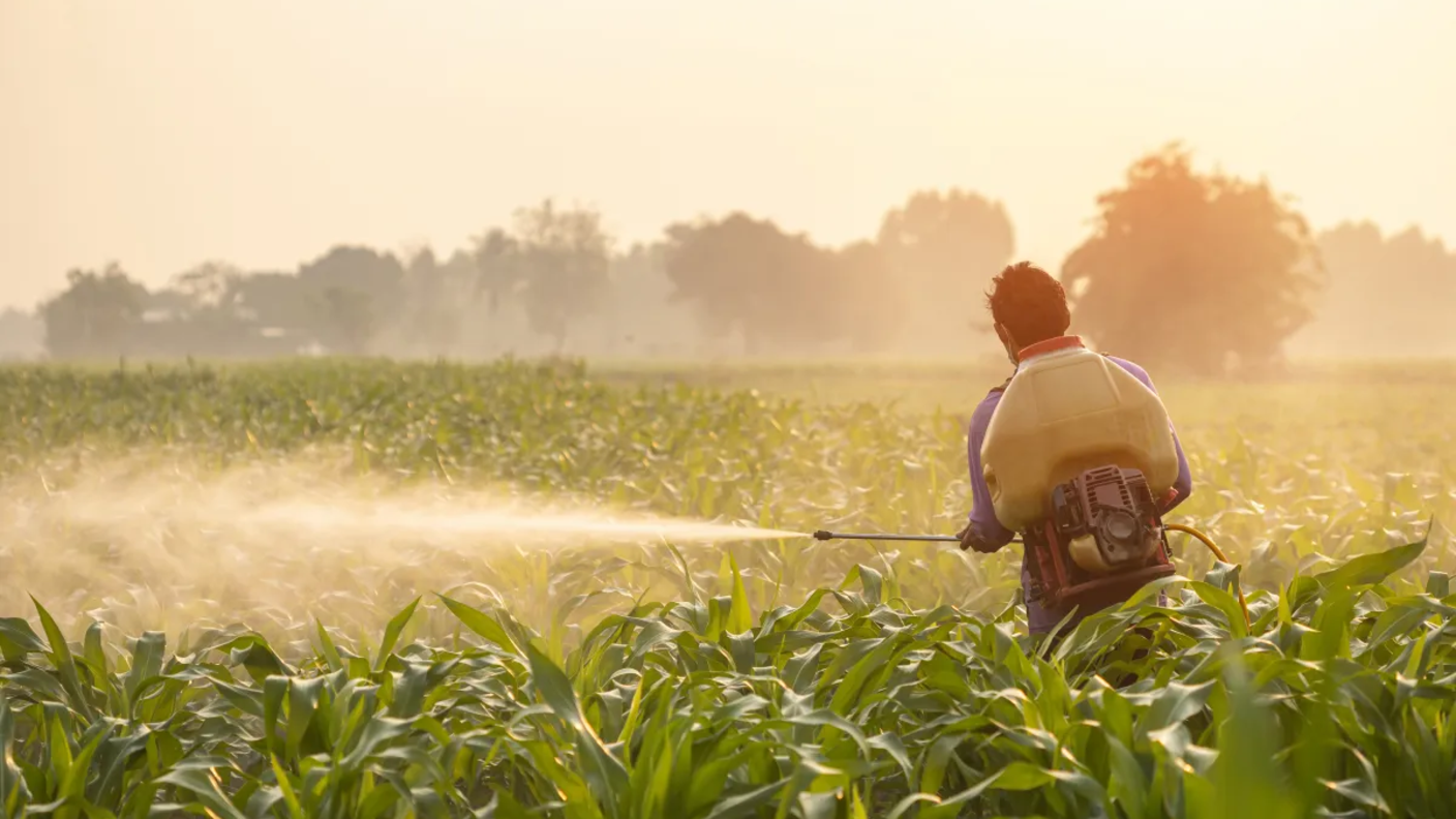 Agricultural worker sprays pesticides over crops.