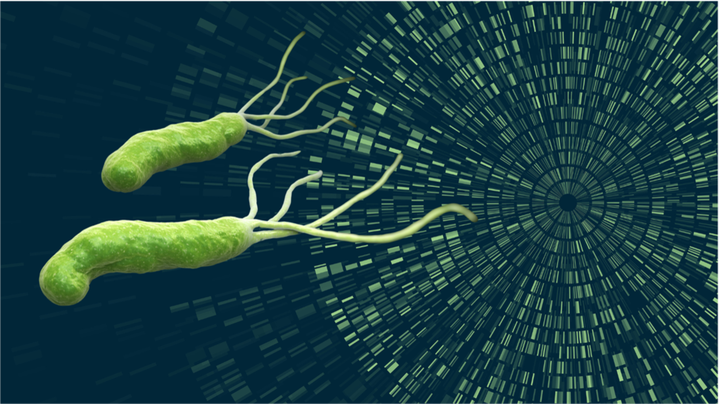 graphical representation of h pylori bacterium and genomic landscape