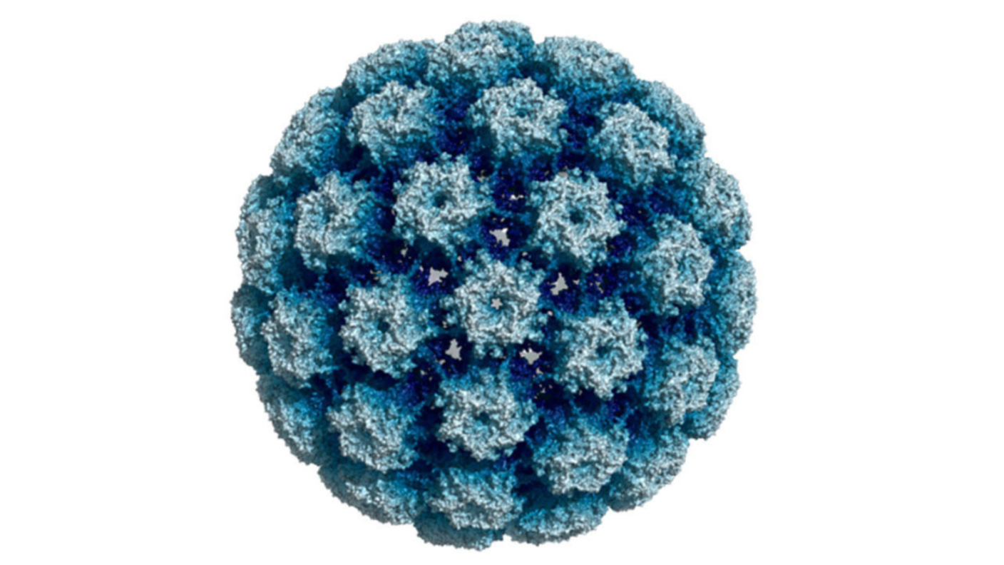 HPV capsid