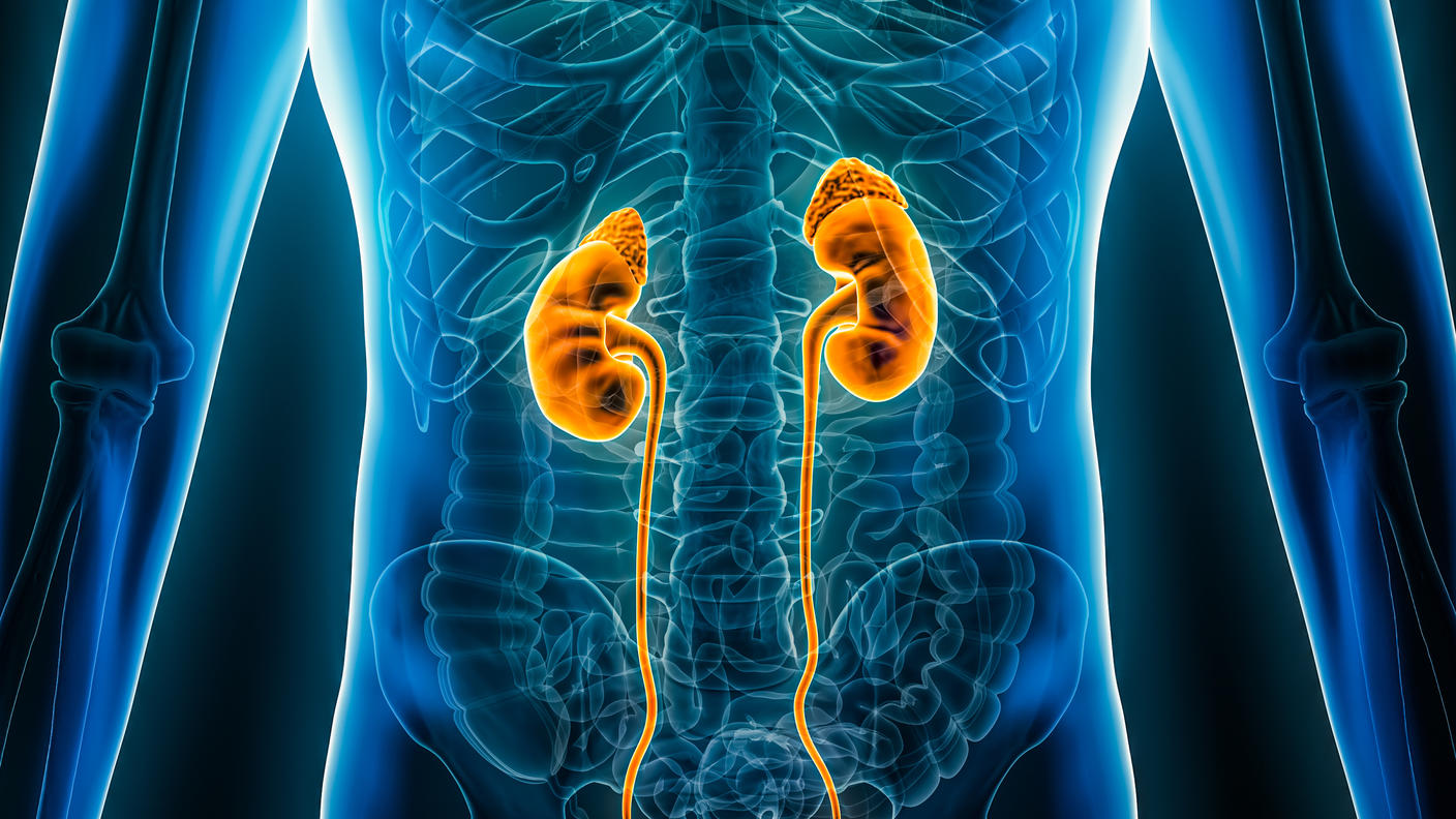 stylized image showing kidneys in the human body