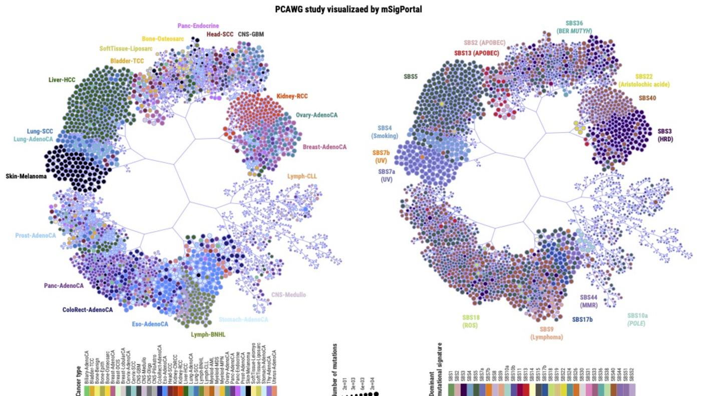 The figure visualizes the mutational processes of tumors from the PCAWG study using mSigPortal