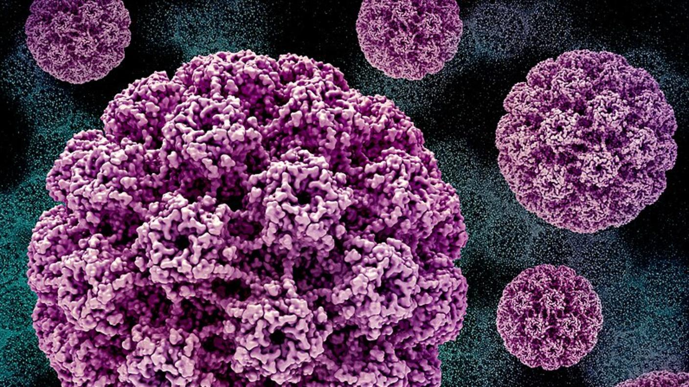 3D renderings of the human papillomavirus (HPV) capsid (pink) in the foreground. Background image of transmission electron micrograph of HPV virus particles (green).