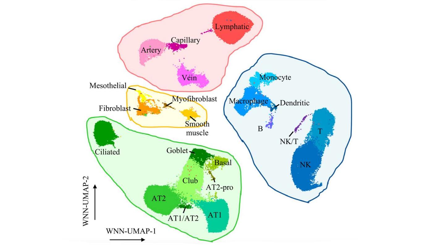 graphic showing clustering of single nuclei from normal lung tissue