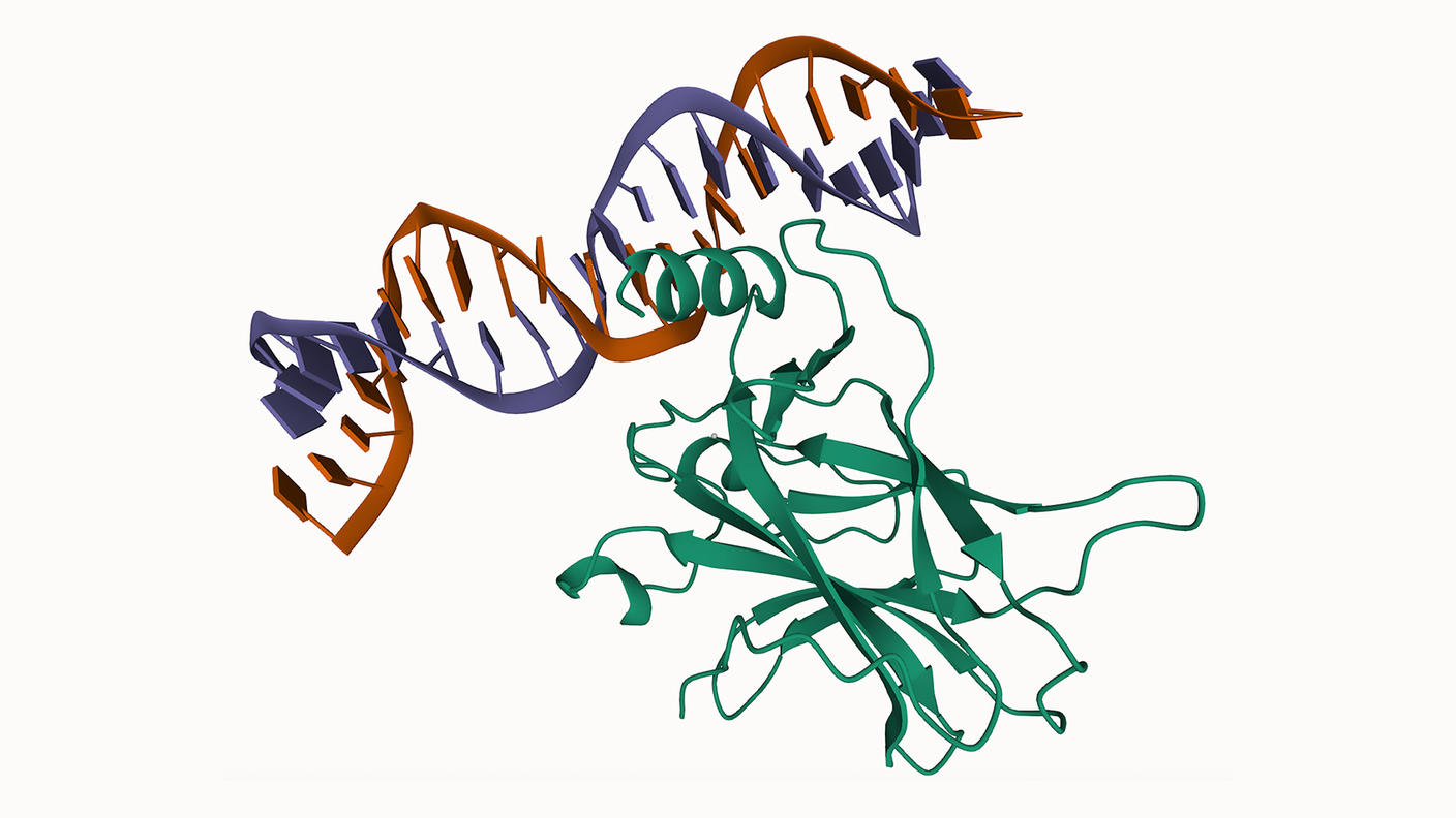 3D representation of a DNA molecule interacting with a protein. The DNA is depicted as a double helix with strands in orange and dark blue. The protein, shown in green, is intertwined with the DNA, consisting of loops and strands in a complex structure. 