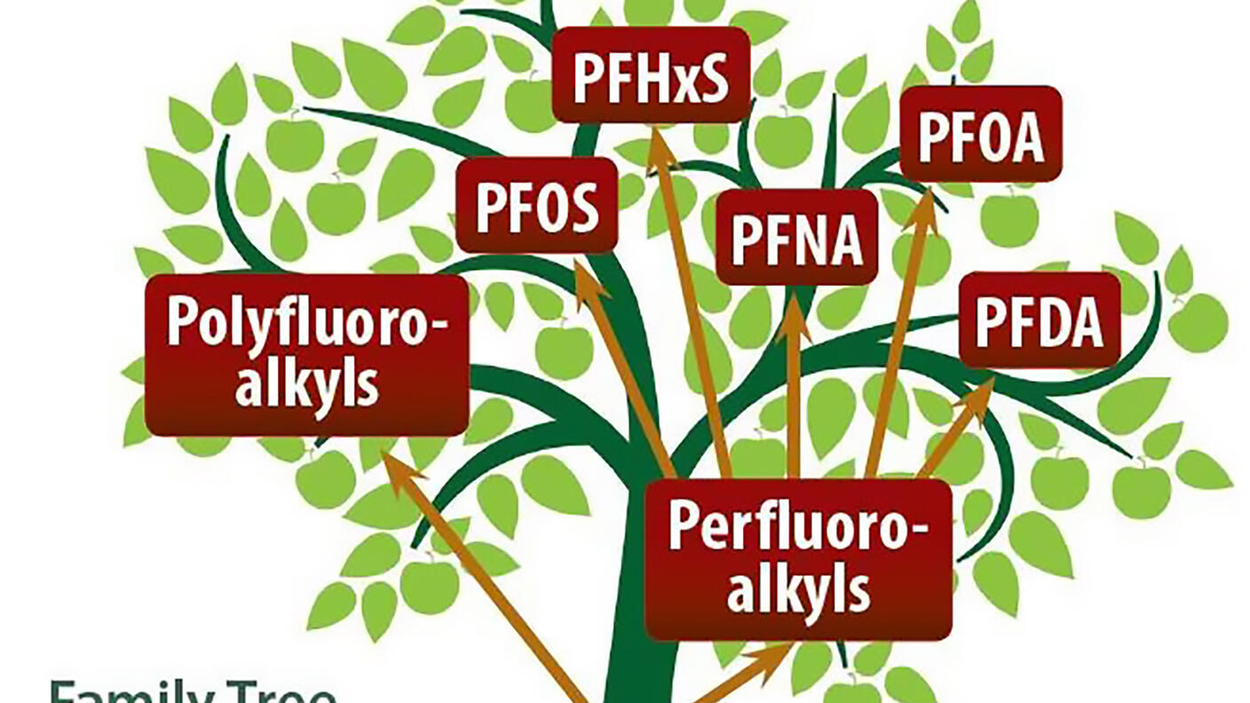 An illustration labeled “Family Tree of Per- and polyfluoroalkyl Substances”. The ground, a thick brown line, is labeled PFC. The root of the tree is labeled PFAS. Two arrows from PFAS point upwards to two tree limbs; one labeled Polyfluoroalkys and one labeled Perfluoroalkyls. From the Perfluoroalkyls label, there are more arrows pointing towards smaller branches at the top of the tree, labeled PFOS, PFHxS, PFNA, PFOA, and PFDA. 