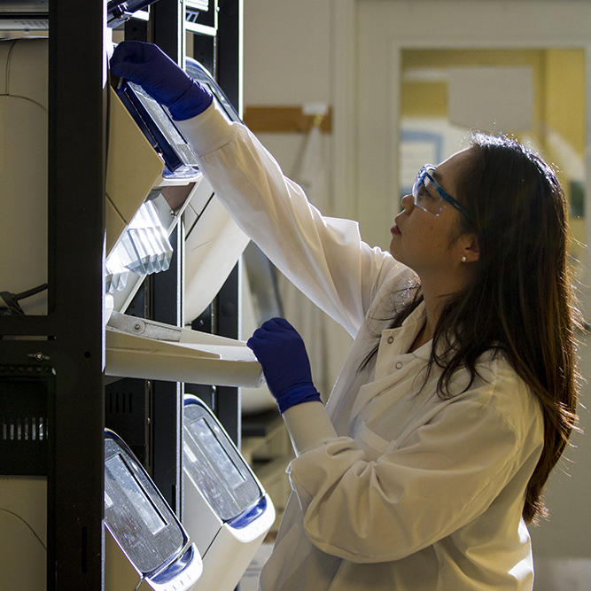 Preparing sequencers for HPV 16 whole-genome sequencing