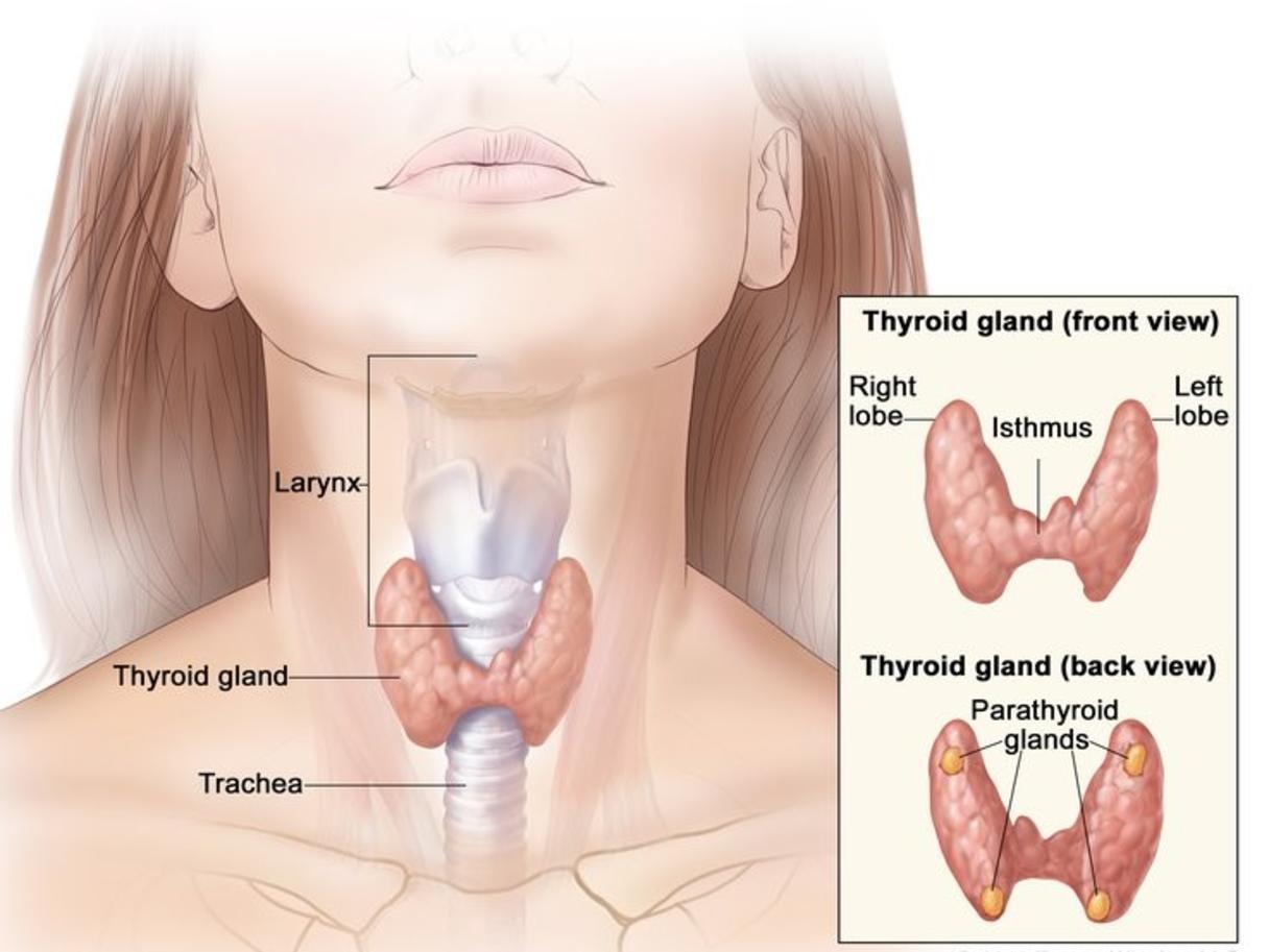 Anatomy of the thyroid and parathyroid glands; drawing shows the thyroid gland at the base of the throat near the trachea. An inset shows the front and back views. The front view shows that the thyroid is shaped like a butterfly, with the right lobe and left lobe connected by a thin piece of tissue called the isthmus. The back view shows the four pea-sized parathyroid glands. The larynx is also shown.