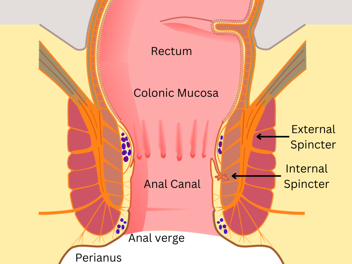 Labeled drawing of anal anatomy. The rectum, colonic mucosa, external and internal spincter, anal canal, anal verge, and perianus are labeled.