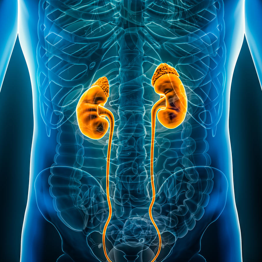 stylized image showing kidneys in the human body