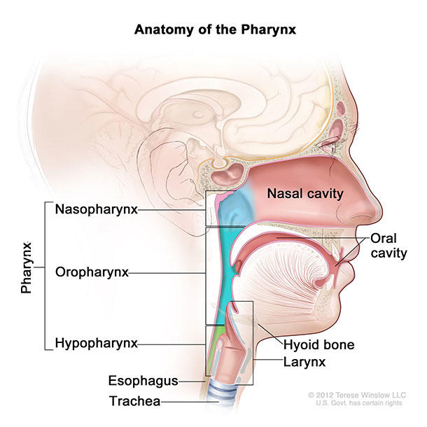diagram of the anatomy of the pharynx