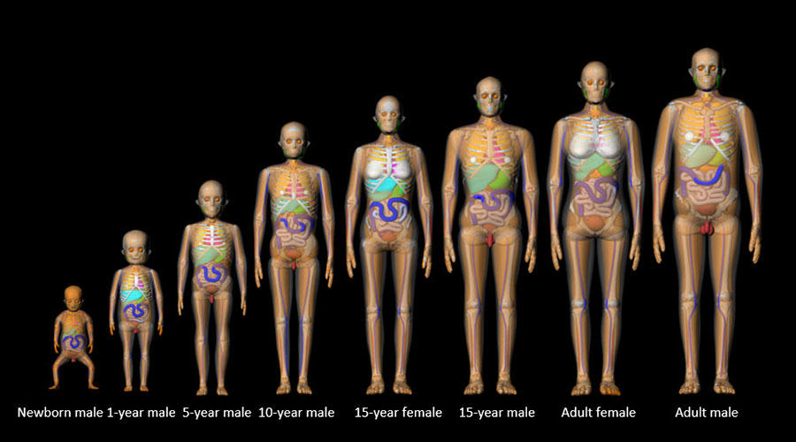 A series of computational human phantoms, ranging in size from newborn to adult, showing skeletons and organs, differentiating them with various colors.