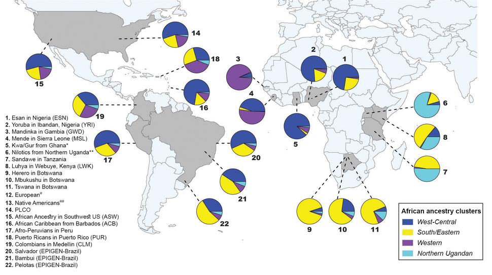 Map of the world with pie charts indicating ancestry analysis of African and admixed populations of the Americas.