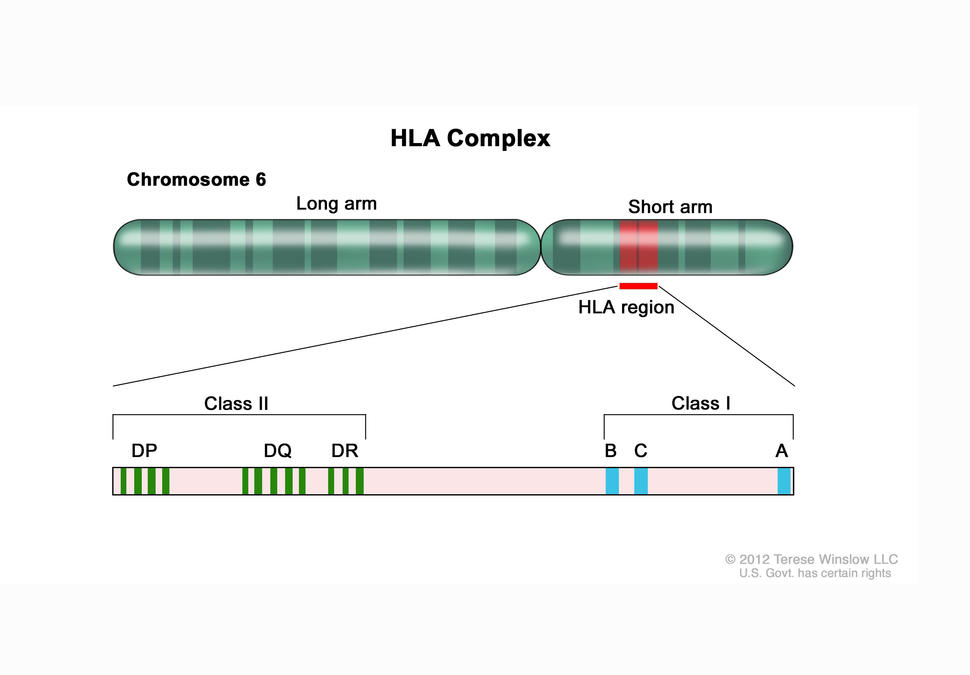 Graphic representation of the HLA complex and its Class I and II on chromosome 6. Class II includes the DP segment.