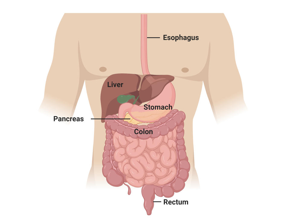 Gastrointestinal human anatomy labeling the sites affected by the major types of gastrointestinal cancer: esophagus, liver, stomach, pancreas, colon, and rectum.