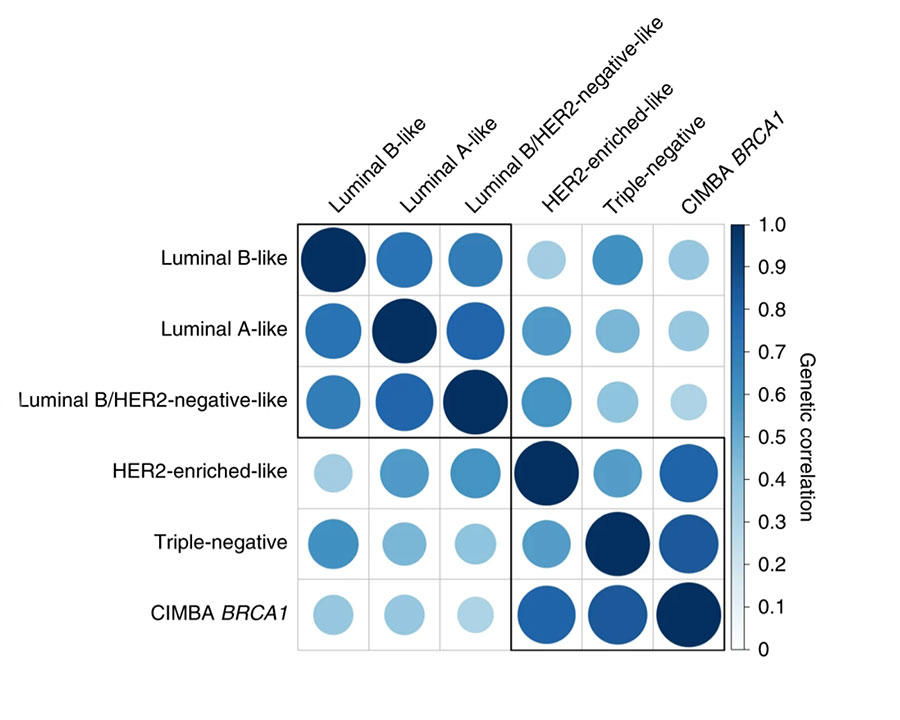 Genetic correlation between five breast cancer subtypes and breast cancer in BRCA1 mutation carriers, estimated through linkage disequilibrium score regression. 