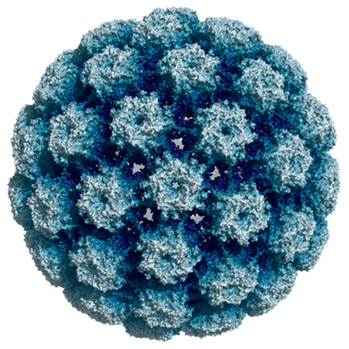 Human Papillomavirus 