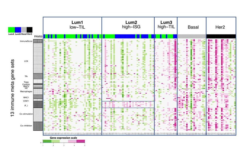 Gene expression heatmap showing gene expression levels of 13 immune metagenes in the three luminal immune subtypes and in non-luminal enriched tumors.