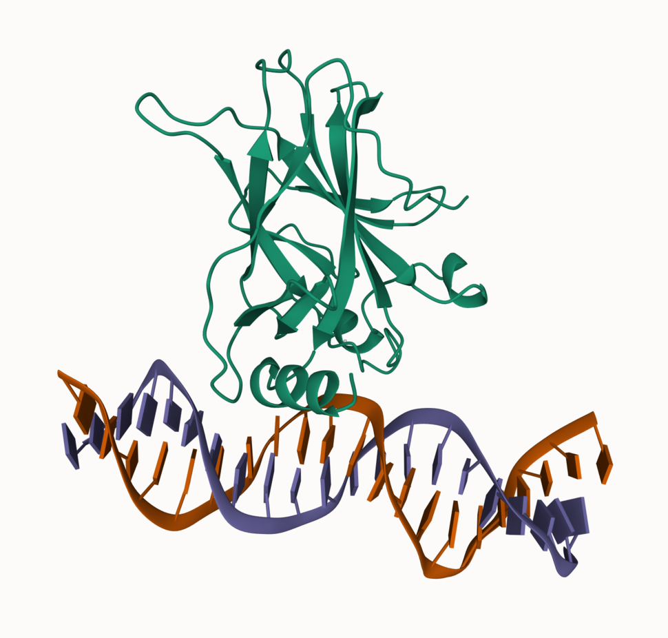 X-ray diffraction structure of p53 bound to a strand of DNA. 
