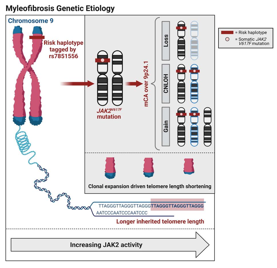 A proposed conceptual framework of myelofibrosis genetic etiology.