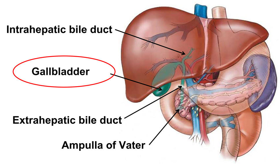 Diagram of where biliary tract cancers can occur: Intrahepatic bile duct, gallbladder, extrahepatic bile duct, ampulla of Vater.