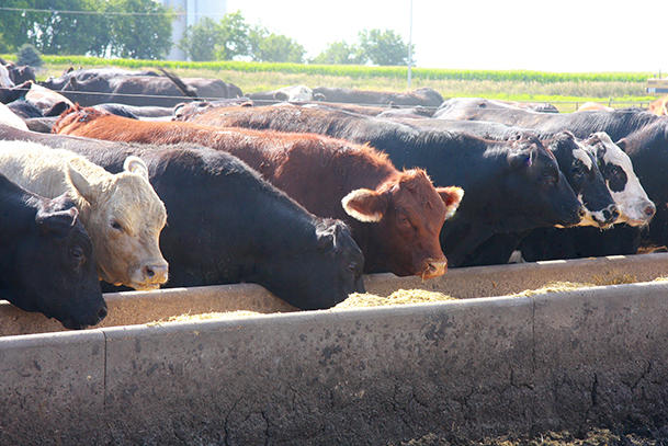 Cows feeding at a large-scale farm