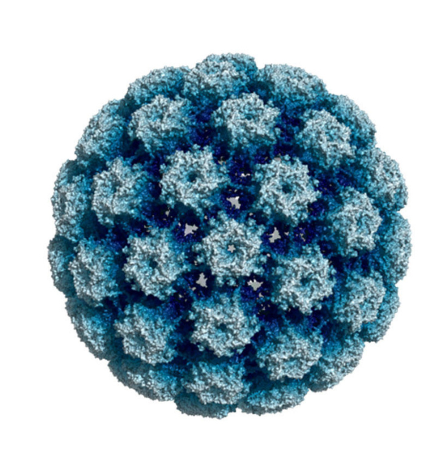 HPV capsid