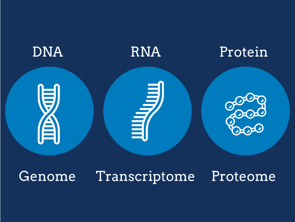 Graphic showing cartoons of DNA, RNA, and protein labeled with their corresponding -ome: genome, transcriptome, proteome.