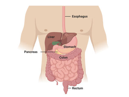 Gastrointestinal human anatomy labeling the sites affected by the major types of gastrointestinal cancer: esophagus, liver, stomach, pancreas, colon, and rectum.