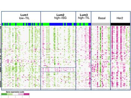 Gene expression heatmap showing gene expression levels of 13 immune metagenes in the three luminal immune subtypes and in non-luminal enriched tumors.