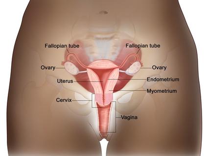 Diagram of anatomy of the female reproductive system