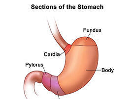 Sections of the stomach