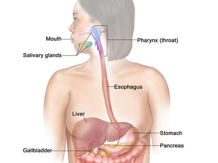 Digestive system medical diagram