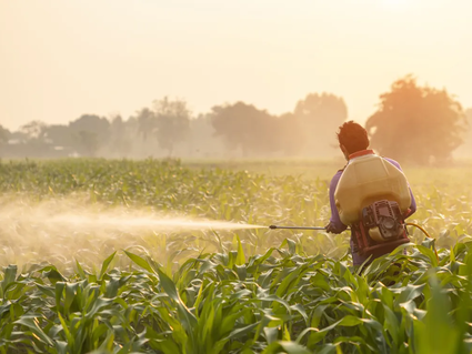 Agricultural worker sprays pesticides over crops.